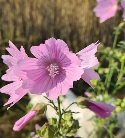 Дом отдыха Sowi Dworek Sychowo