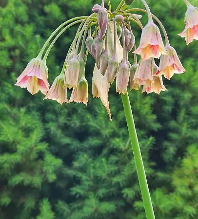 別荘 Sowi Dworek *