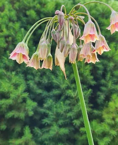 Semesterbostad Sowi Dworek *