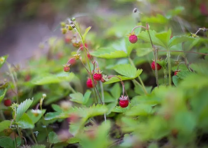 Semesterbostad Sowi Dworek